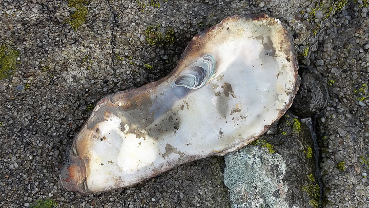 Schale einer Pazifikauster an der Nordsee.
